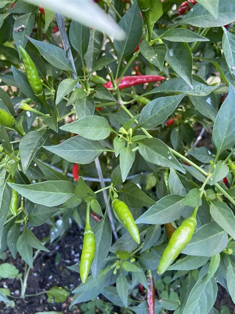 THAI DRAGON PEPPER Asia Seeds