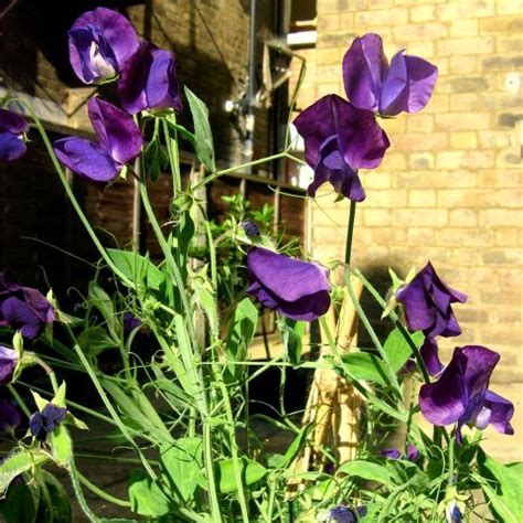 Sweet Pea Matucana Lathyrus Odoratus Grandiflora Exceptional