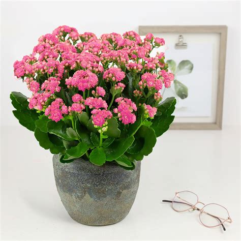 Kalanchoe Secret Garden Rose