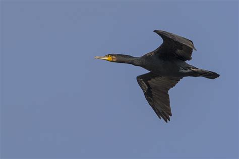 Jūras krauklis Phalacrocorax carbo Common cormorant Gatisvil s blog