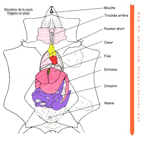 Dissection Souris