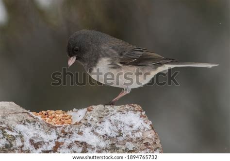 3,435 Junco Bird Images, Stock Photos & Vectors | Shutterstock