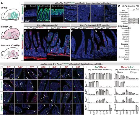 Figures And Data In Enteroendocrine Cell Types That Drive Food Reward