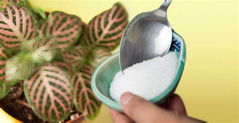 epsom salt   houseplant