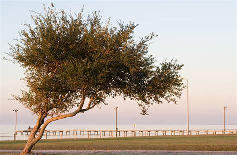 150 項海濱槲樹照片檔、圖片和免版稅影像 Istock