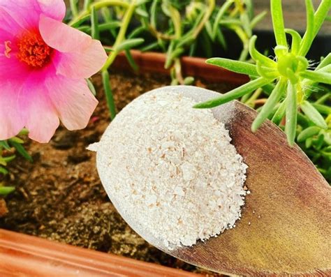 Casca De Ovo Nas Plantas Saiba Como Fazer E Para Que Serve Casa