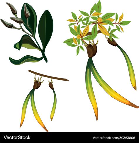 Mangrove Vector