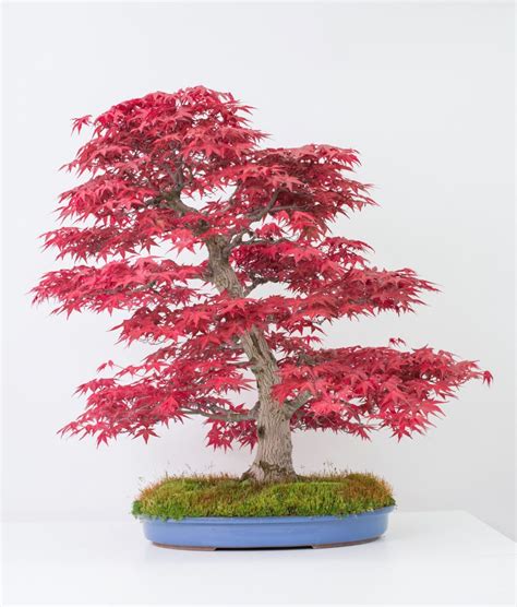 Acer Palmatum Deshojo Blog Bonsai Colmenar