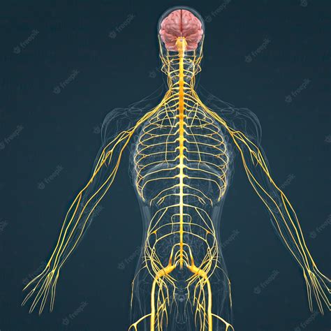 Sistema Nervoso Central Encéfalo E Medula Espinhal Foto Premium