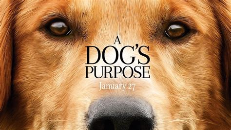 A Dog's Purpose wiki, synopsis, reviews - Movies Rankings!