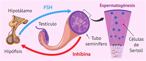 Hormonio Foliculo Estimulante O Que É - Hormonio Foliculo Estimulante Fsh Homem - REVOEDUCA