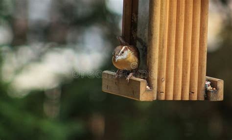 carolina wren feeder stock image image  plumage wren