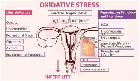 Discover The Impact Of Oxidative Stress On Female Reproduction Hhc