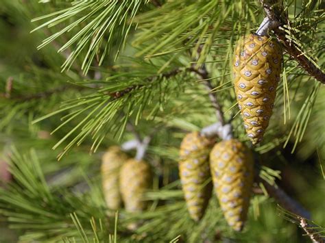 Alepski Bor Pinus Halepensis Plantea