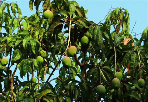 Mango Farming How To Grow And Harvest Plantnative Org