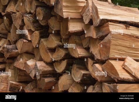 Maple Wood Logs Cut And Split For Firewood In An Ontario Woods Stock