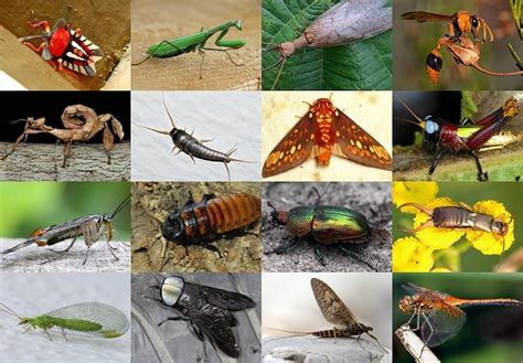 Click The Insect Orders Quiz