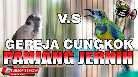 Masteran Untuk Semua Jenis Burung Mewah Cucak Cungkok Vs Gereja Gacor