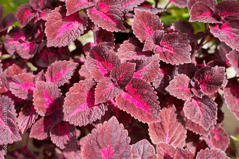 Flowers Of Coleus Reddish Or Purple Leaves Known As Plectranthus