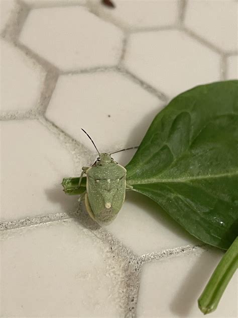 Who Is This Guy Who Came Out Of My Box Of Spinach R Whatsthisbug