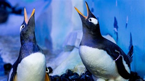 Penguins Same Sex Couples Formed At London Aquarium Bbc News