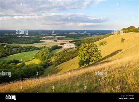 Wildflower Grassland In The South Downs National Park Plumpton West