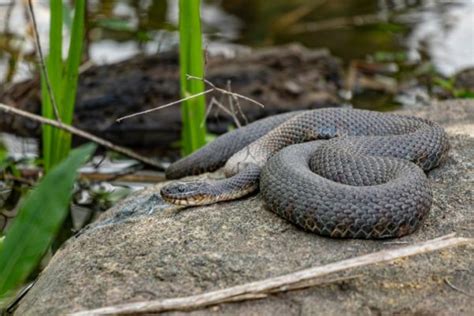 Are There Snakes in Ireland? Should You Be Worried?