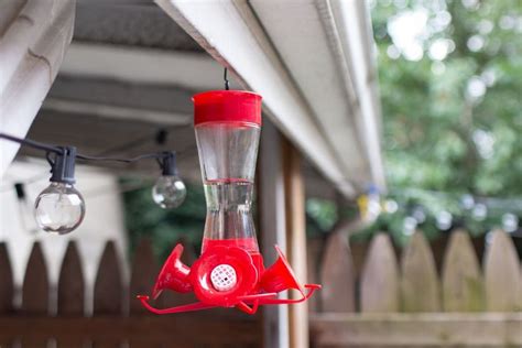 Where Is The Best Place To Hang Hummingbird Feeders Humming Bird