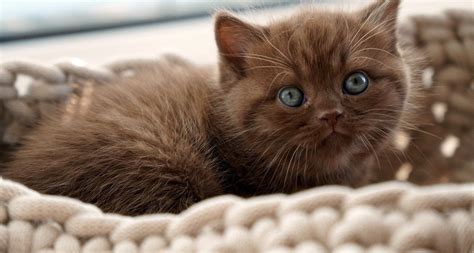 19 Best Brown Cat Breeds | Beautiful Chocolate Kitties I Discerning Cat