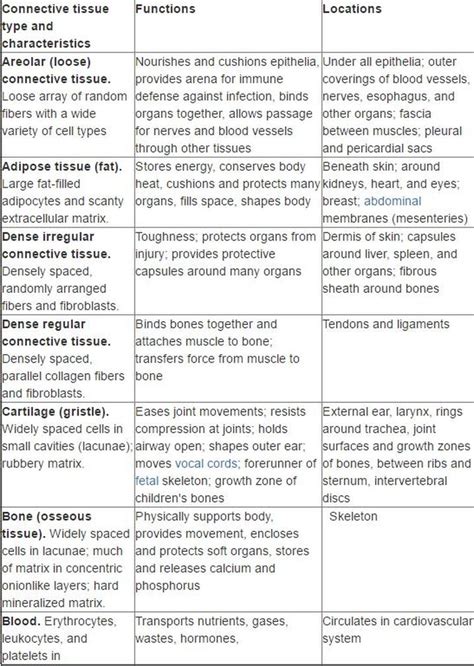 Types Of Connective Tissue Table