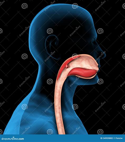 Esophagus Stock Illustrations – 2,762 Esophagus Stock Illustrations, Vectors & Clipart - Dreamstime