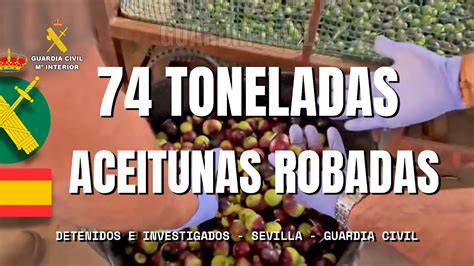 Intervenidas Más De 74 Toneladas De Aceitunas Robadas En Sevilla Youtube