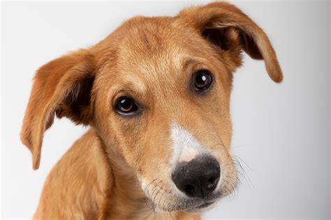 Cachorro vira lata caramelo pode se tornar patrimônio do Brasil