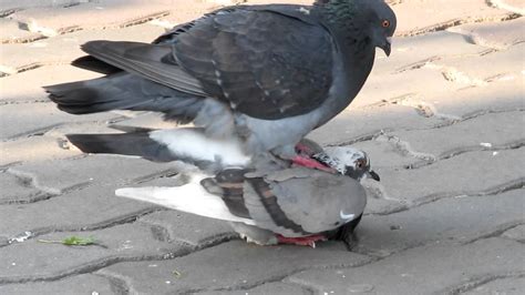 Голубиный секс Pigeon Sex Youtube