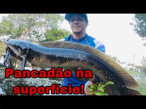 Pescaria De Snakehead E Iscas Encontradas YouTube