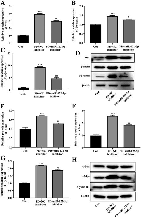 MiR 122 5p Down Regulating Inhibited The Activity Of Canonical