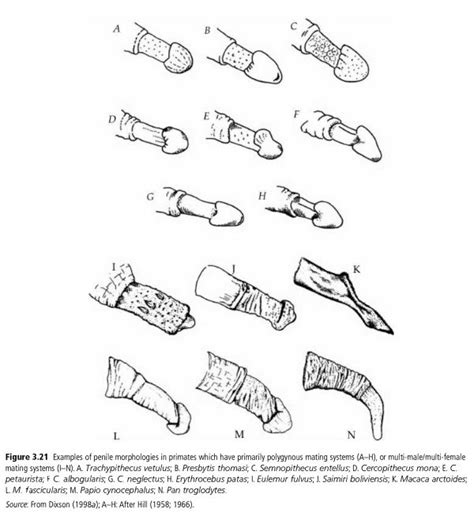 The Human Penis Is Remarkably Boring Traditions Of Conflict