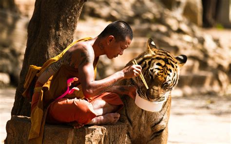 Hd Wallpaper Of A Tiger And Caretaker In Harmony