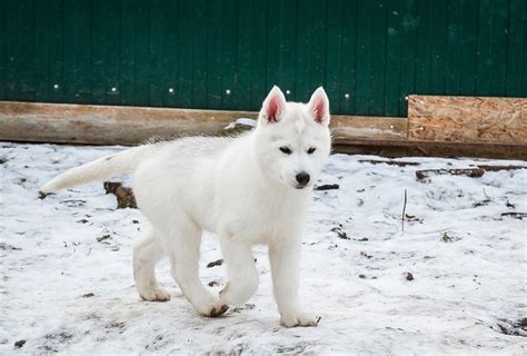 Flutter Fox Siberian Husky Puppies For Sale In Kew Gardens NY AKC