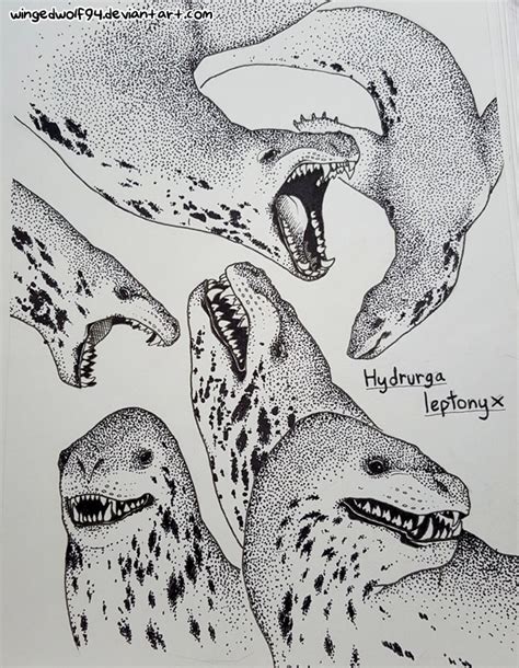 Leopard Seal Drawing At PaintingValley Explore Collection Of