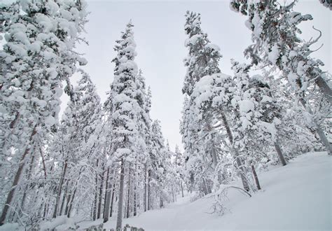 A snowy forest in Lapland - Enontekiö, Finland [OC] [5583 × 3887] : r ...