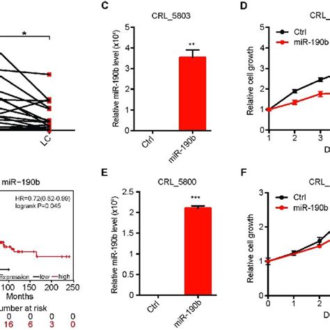 Ectopic Mir 190b Expression Inhibits Lung Tumorigenesis A Schematic Download Scientific