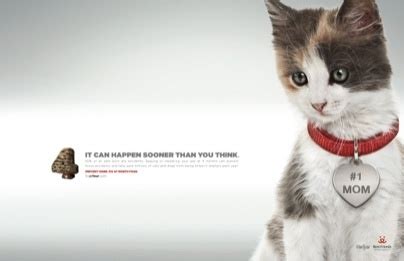 bf poster animals animal society animal facts