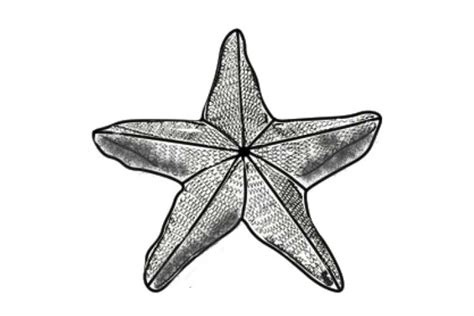 Cute Starfish Drawing