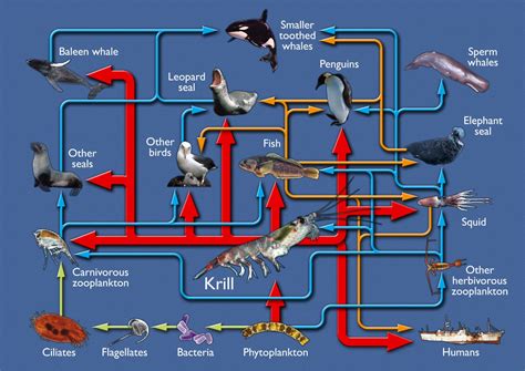 Emperor Penguin Food Chain