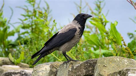 Hooded Crow British Birds Woodland Trust