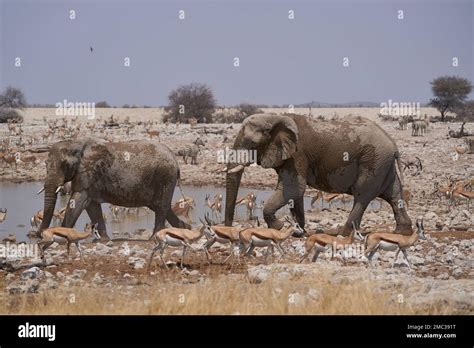 African Elephants Loxodonta Africana At A Crowded Waterhole In Etosha