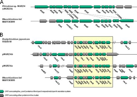 Physical Maps Of The Gene Clusters Of The Single Type Ii Secretion