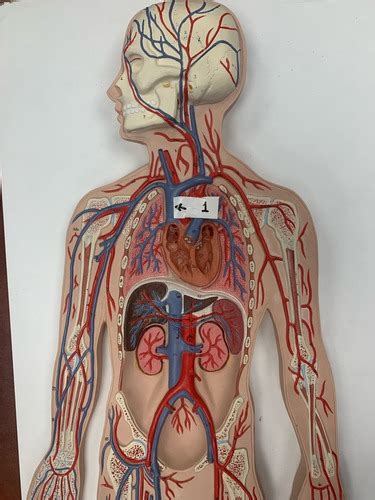 Biol Lab Veins Flashcards Quizlet