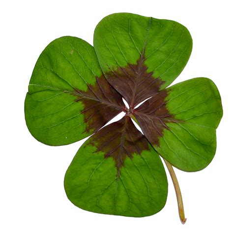 Real Four Leaf Clover Background